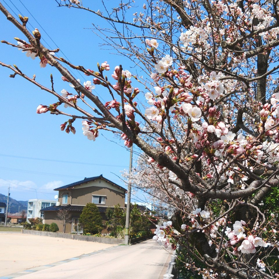 サンタウン早稲田の桜開花