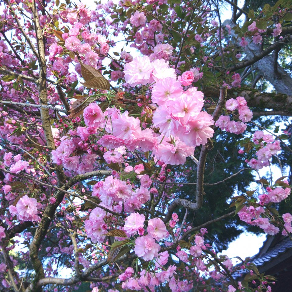 横田神社の八重桜